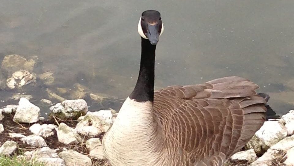 Annual Egg‑Addling to reduce non-migratory Canada goose population